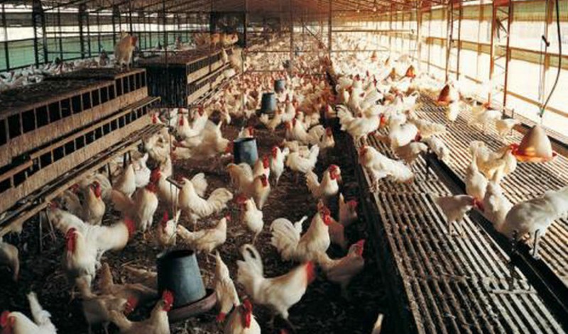 長(zhǎng)春雞場(chǎng)專(zhuān)用純凈水設(shè)備